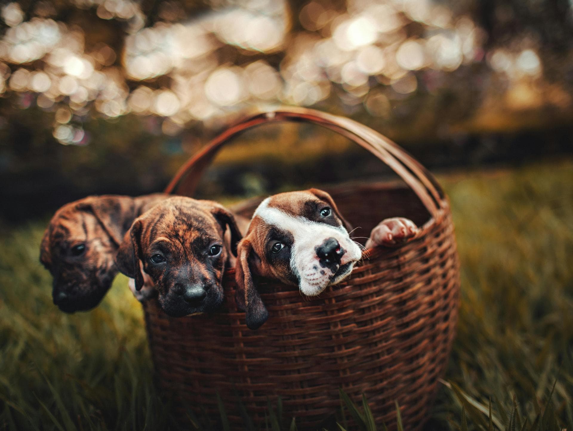 Dog & Cat Vets in Peoria