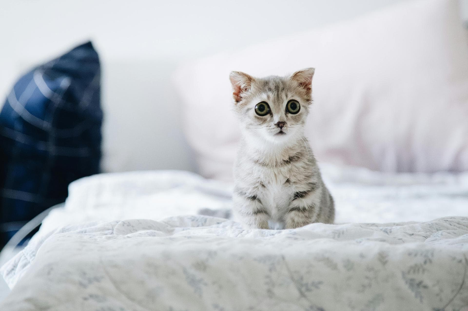 Dog & Cat Vets in Peoria